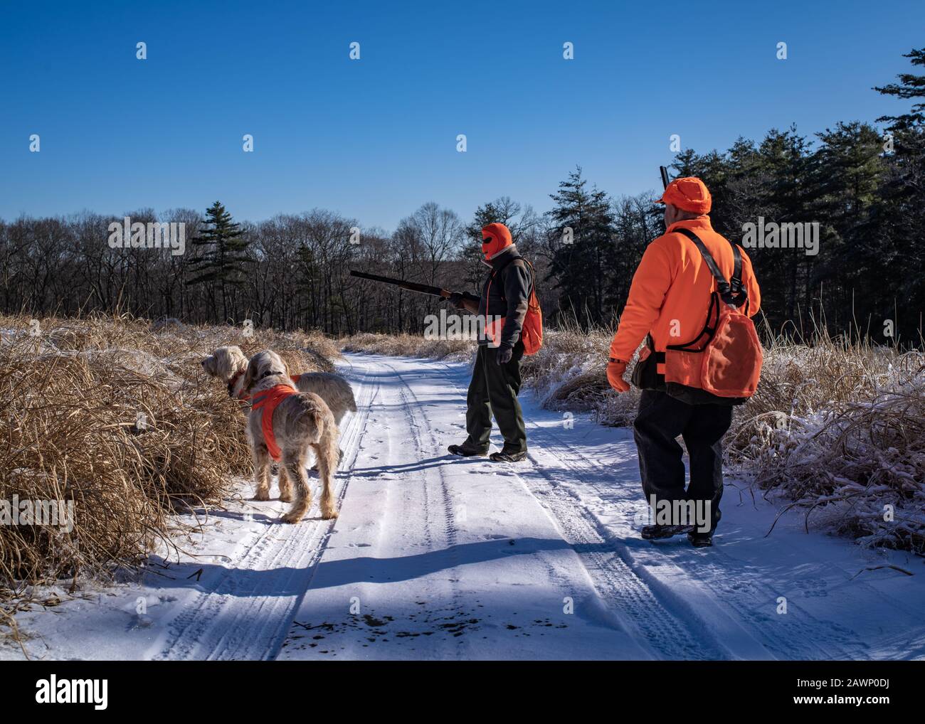 Mapleville Rhode Island, Dicembre 20th, 2019: Due Cacciatori Guarda I Loro Cani Sniffing Out A Bird Foto Stock