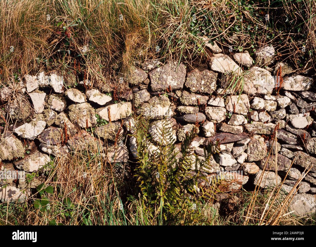 Muratore di pietra a secco, pietre mature, Yorkshre, Regno Unito, una pratica tradizionale di paese Foto Stock