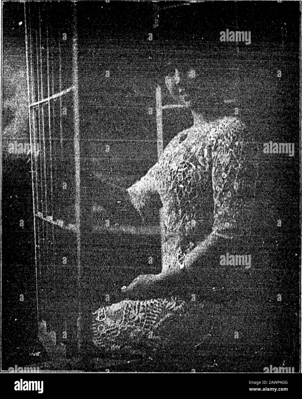 Clipper (Febbraio 1914) . LEWIS F. MUIR.. ANITA DIAZ. L'UOMO DENTRO. M CilHHH t. HltlP.nsiMAD. TT UNA chorus lady male un cane Di Cui fleoje waa buon e wlilte.And overy stool che li ha guardato È stato chiedendo se l-.ed bite.That nobile cane, quel terribile cane. Whoso alto ricucciato così stretto;Nessun womlcr che wondurud tutti se quel sol * cane sarebbe bit. Una notte un Johnny è venuto da solo, Che ha pensato hed test tho giugno: Buona sera. Miss - troppo sollevato bis bat 1 ubink youre chiamato Blaine?/nd tho cane. Il terribile cane, Con alto curiai fino così stretto ino meraviglia se si chiedeva) poi se detto cane moriva. Blaine Foto Stock