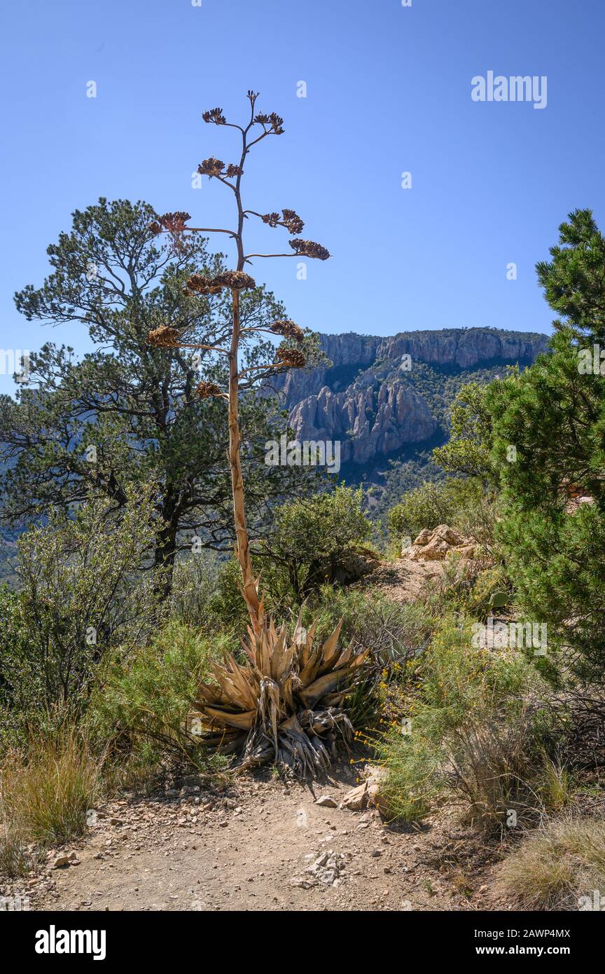 Una pianta del secolo si erge sul paesaggio desertico del Parco Nazionale di Big Bend dalla cima del Lost Mine Trail. Texas Occidentale. Foto Stock