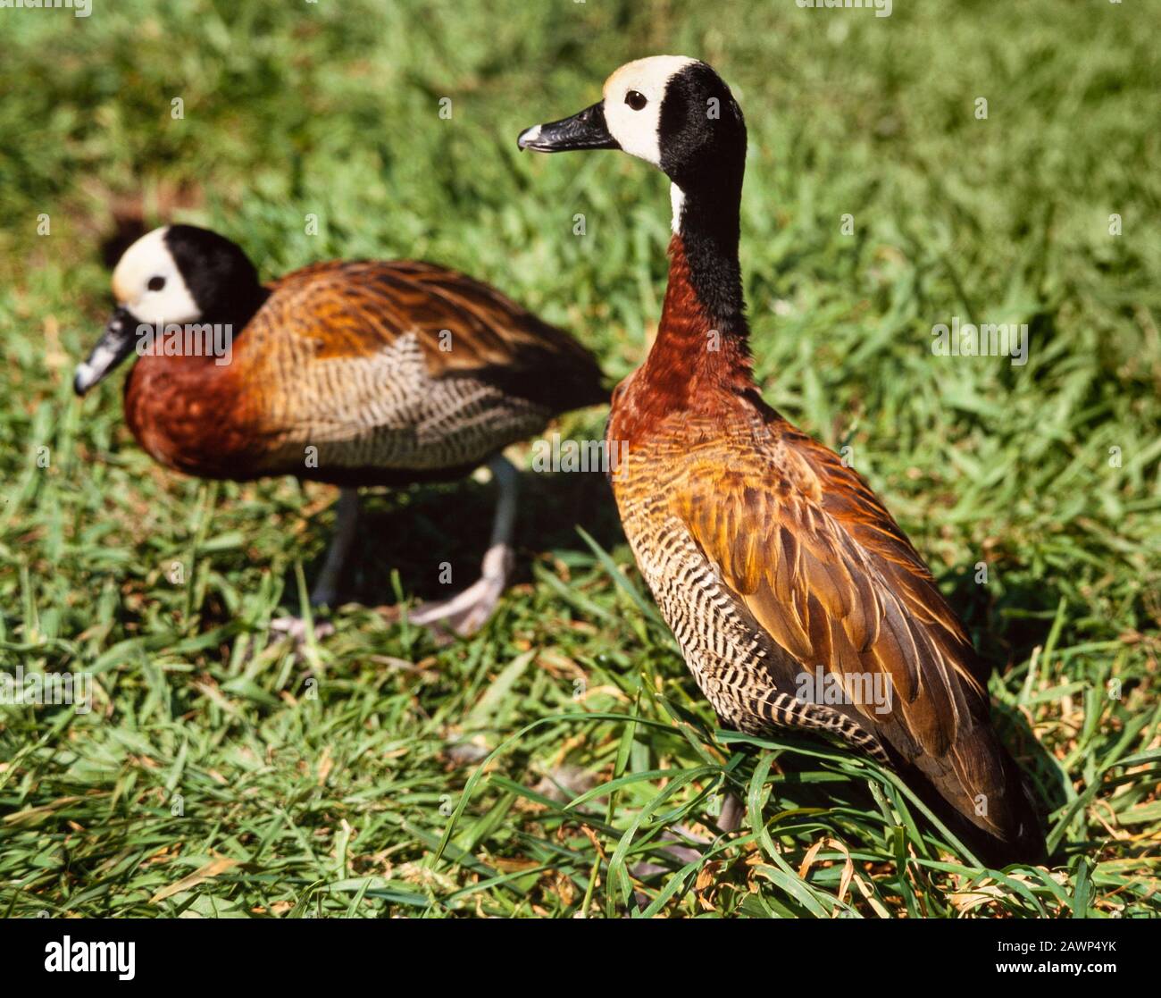 Anatra Fischiante bianca, Dendrocygna viduata Foto Stock