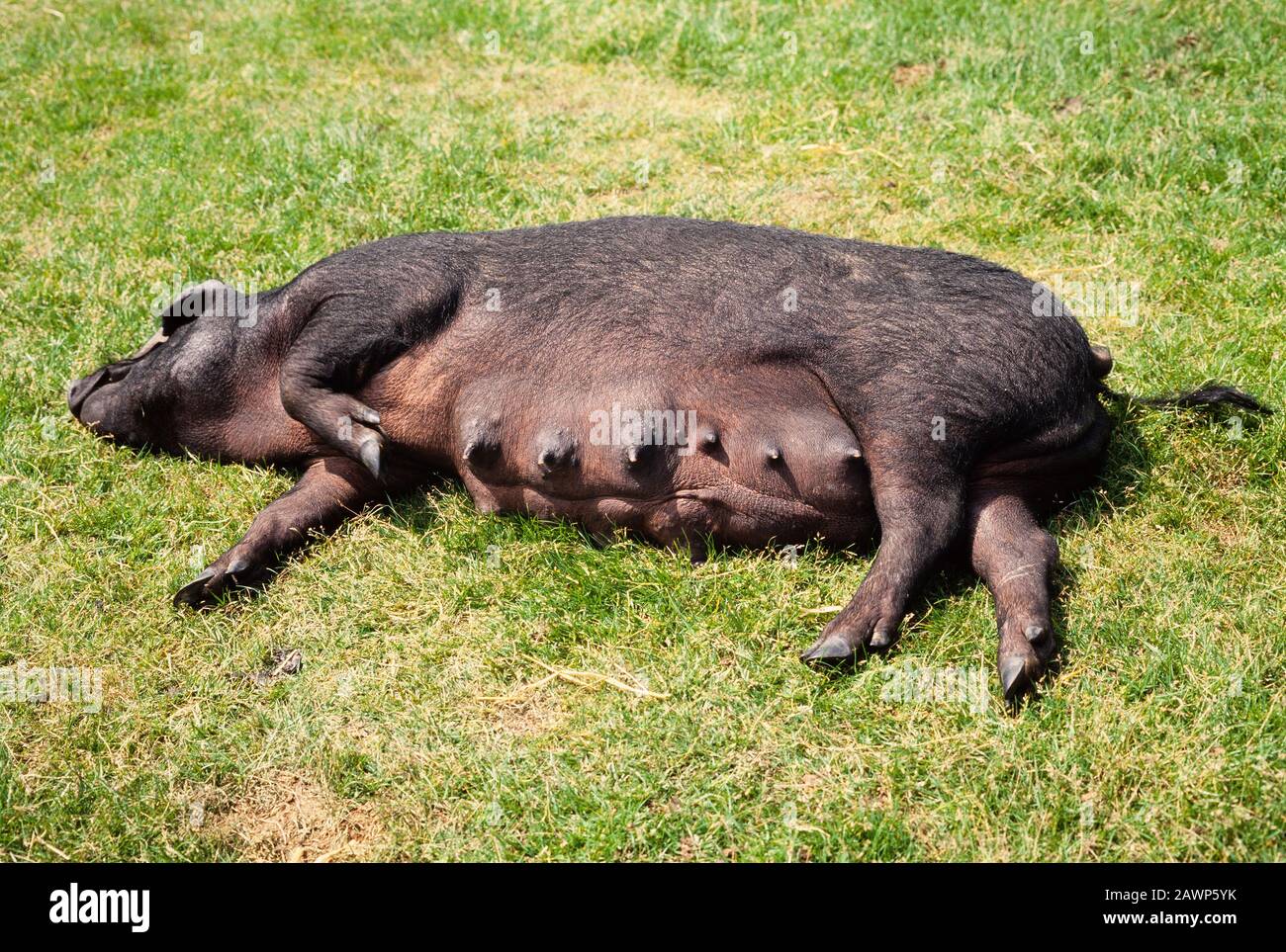 Femmine domestiche di maiale, razza 'Large Black', scrofa di lattazione a riposo Foto Stock