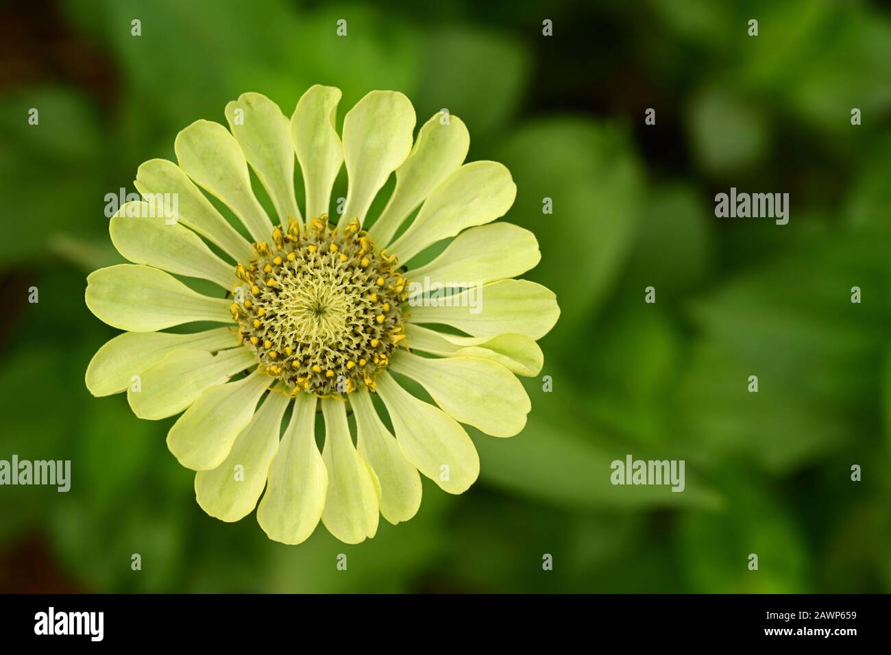 Zinnia fiore singola forma crescente in giardino Foto Stock