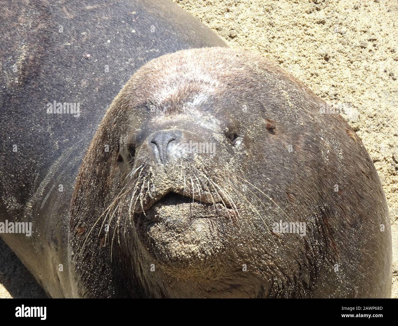 otarinos meglio conosciuto come leone di mare Foto Stock