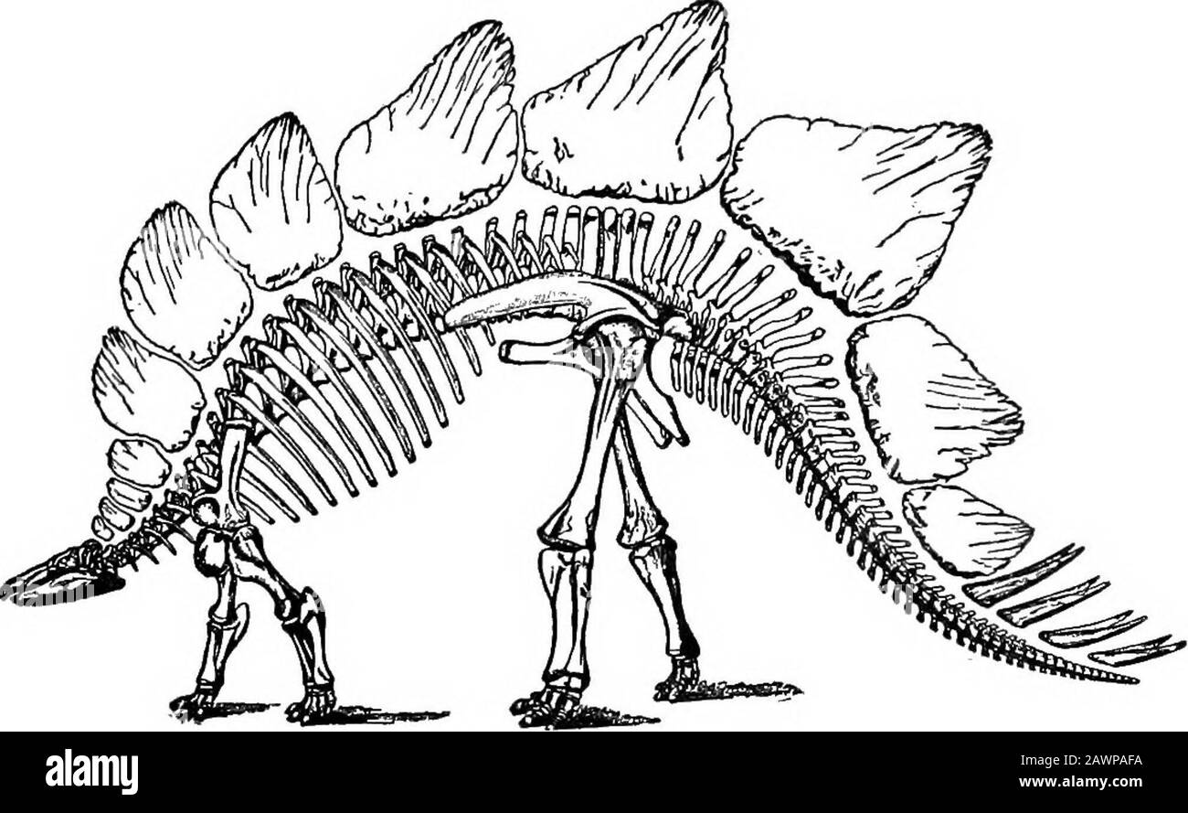 Il sentiero del Loup; essendo una storia della regione del fiume Loup. E varie argille, calici e pietre di sabbia, e sono ricche CARATTERISTICHE FISICHE 23 in reperti di foglie fossili e resti di vita animale. Così sono state contate diverse centredspecie di felci, cicadi e conifere, e sono esistite alcune centredenti forme rettili, di dimensioni variabili da dodici a settantacinque piedi. L'ultimo grande eone nella storia geologica è ora a portata di mano. Questo È Il Tempo genozoico, o Era della vita Moderna. Una vegetazione più alta rende il suo ap-perlato e i grandi rettili stanno cedendo rapidamente il senso alle specie più alte di Foto Stock