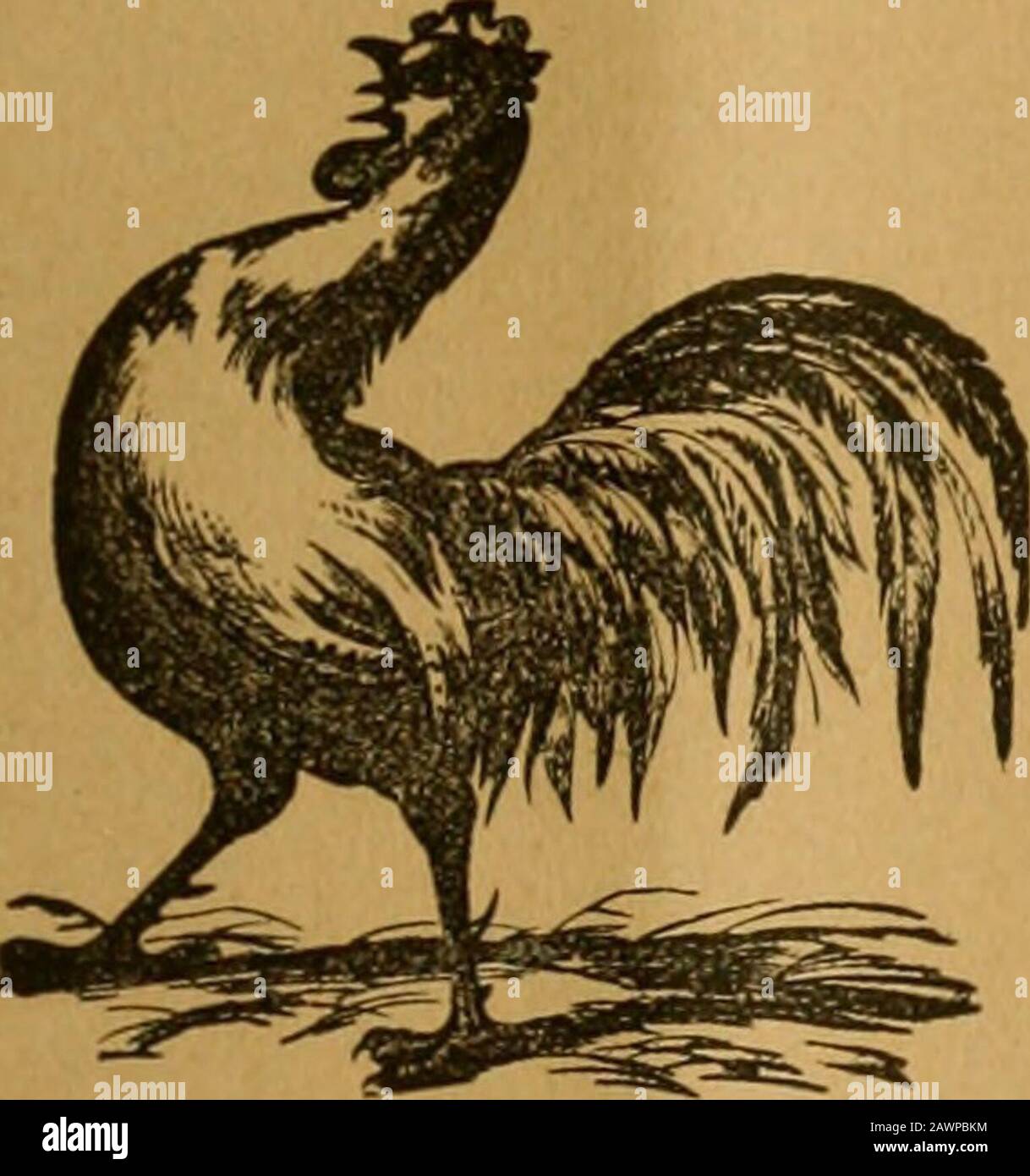 American Bee journal . sessii>u che ha chiuso la settimana scorsa, dopo sei mesi di seduta. Ha passato le fatture per re-ridurre la tariffa ferroviaria a due centesimi per miglio, per emulare l'opzione locale. IL AMERICHJH APE JOURNJL^I,. 421 A Mtay a casa a IteMl. ItiMK :>ol a i^uisanoe !- l'ultima settimana abbiamo dato in breve la decisione del SupremeCourt of Arkansas iu la celebre causa delle api della città di Arkadelphia contro Z. A.Clark. Ci aspettavamo di poter dare la decisione dei Juds« in pieno, questa settimana, butin questo siamo delusi. Abbiamo domande madeseverali per una copia di esso, ma finora non sono riusciti a p Foto Stock