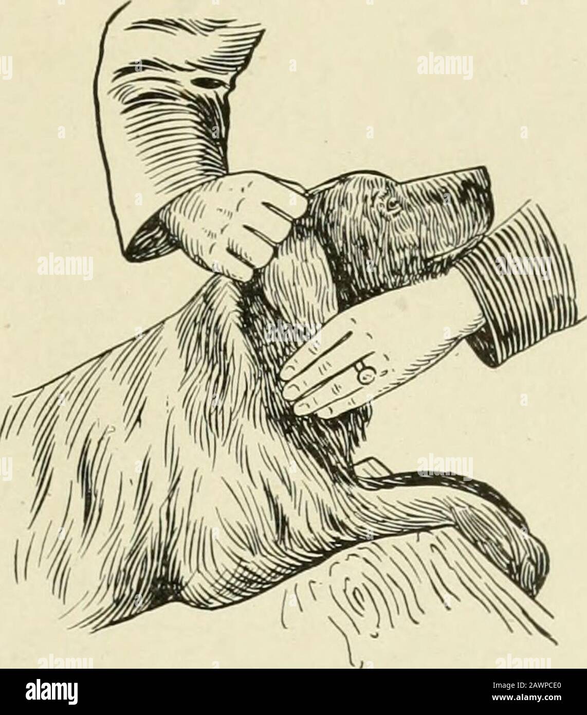 Contenimento degli animali domestici; un libro per l'uso di studenti e praticanti; 312 illustrazioni da disegni a penna e 26 mezzitoni da fotografie originali. Fig. 310. Pinze A Collare. Le pinze a collare, figura 310, sono utili per afferrare cani selvatici e viziosi dal collo, preparandoli a vincolarli. La Figura 311 rappresenta un cane tenuto sicuro per l'esame da una stretta ferma con una mano dalla nuca e le MUZZLES^ NASTRO ai^D ALTRI METODI. 269. Fig. 311. Metodo di Hobbays di Holding un cane sicuro per L'Esame. Foto Stock