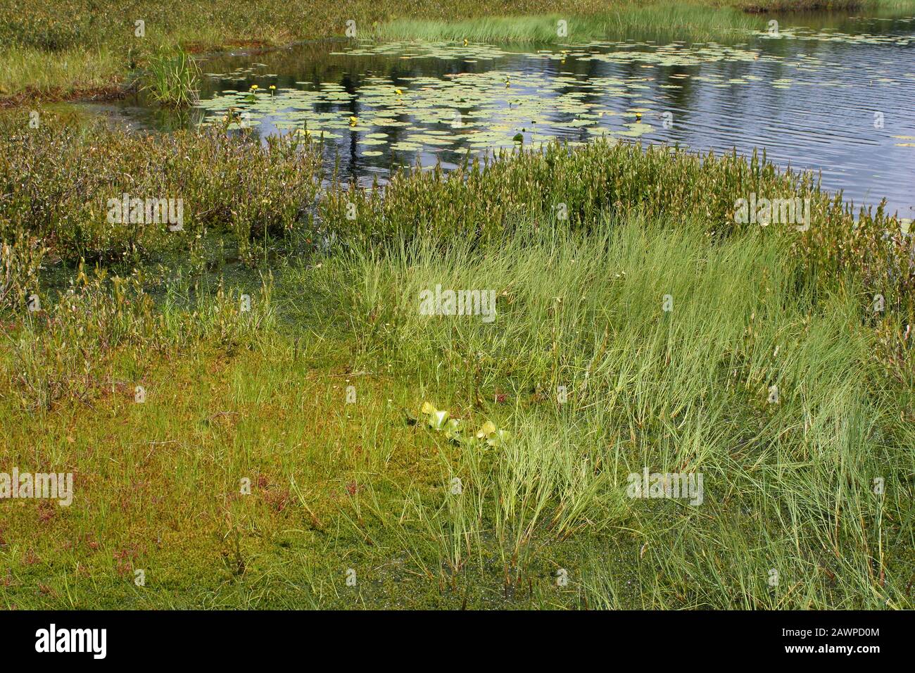 Tamarack (Larix laricina) - Abete Bianco Nero (Picea mariana) Bog, con tappetino galleggiante, Michigan settentrionale, Stati Uniti da Dembinsky Photo Assoc Foto Stock