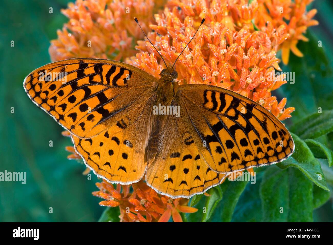 Grande Spangled Fritillary Butterfly (Speyeria cybele) alimentazione su farfalla Milkweed (Asclepias tuberosus), di Skip Moody/Dembinsky Photo Assoc Foto Stock