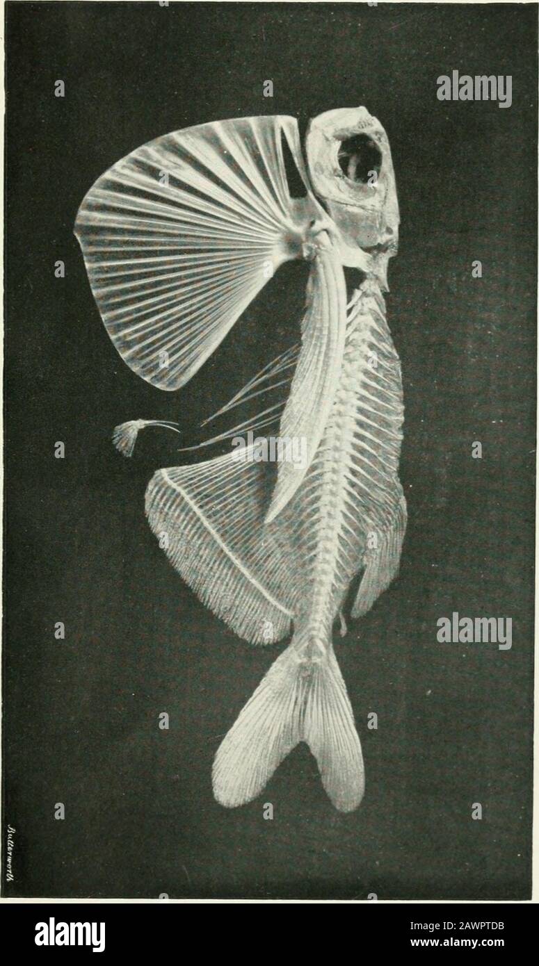 Gli annali e la rivista di storia naturale : zoologia, botanica e geologia . Sifonaptera Dalla Russia Asiatica. Ann. È Mag. Nat. Hist. S. §. Vol. XII PL XVI. > H o?omrmocin V) Hmrr>HC 03. QH1 The Annals & magazine of natural history A6 ser.8v.12 *<* Hioiogical & Medical Seriali SI PREGA DI NON REMOVECARDS O SCIVOLA DA QUESTA LIBRERIA POCKET UNIVERSITY OF TORONTO Foto Stock
