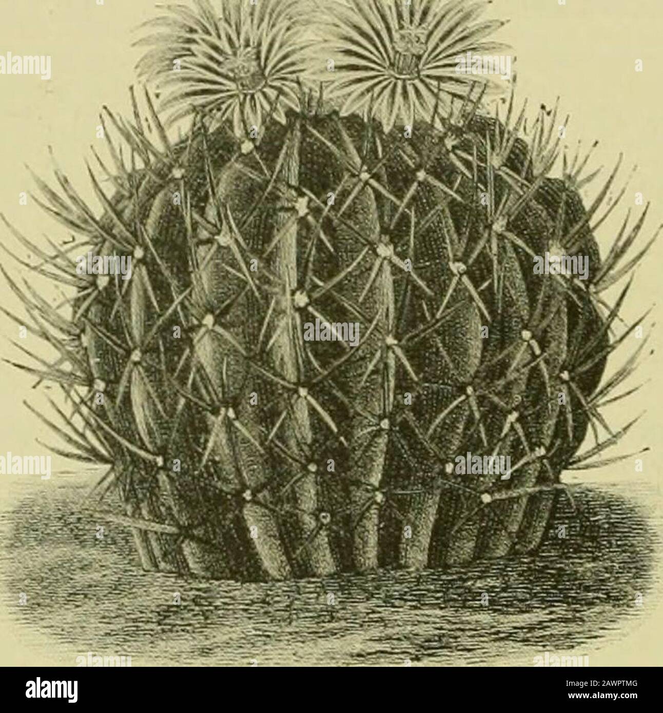 Il supplemento del secolo al dizionario di giardinaggio, un'enciclopedia pratica e scientifica di orticoltura per giardinieri e botanici . Z! chino c actus - continua. Alla specie deecribed uii pp. 4.I9-501, Vol. I. dopo ehonld essere aggiunto: E. aureus (dorato). Sinonimo di K Gnt^oni. E. bolansis (lllolana). RF. Rosso brillante, terminale, 2in. V.Uv. Stemfylimirieal. 16in. Iiigh. LIN. In diametro, con da otto tnthirtuen rilis, disp&lt;»sed più o meno spiralmente; rachide tuftscrowiicd, Imimposed di circa venti radials, che sono bianchi,straigtit, e circa lin. Lunghi, e quattro centrali, Foto Stock