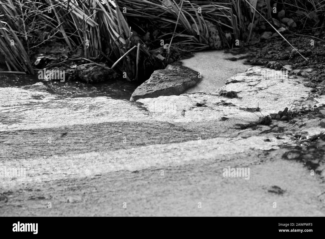Winter Scenic Still Life Of Marsh Vegetazione, Il Texas Panhandle. Foto Stock