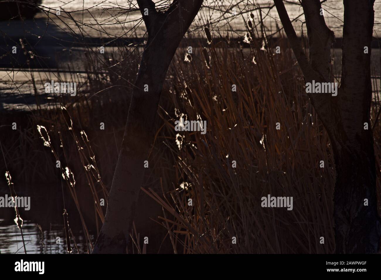 Mattina Luce Del Sole Su Albero E Seme Di Esplosione Cattail Pod, Canyon, Texas. Foto Stock