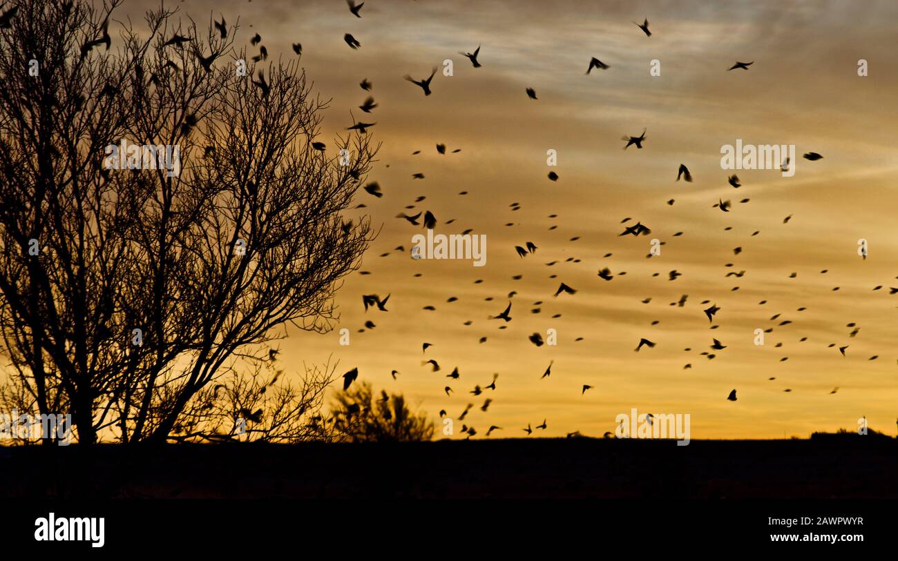 Red-aled Blackbirds lasciando il loro Roost nel Canyon, Texas all'alba. Foto Stock