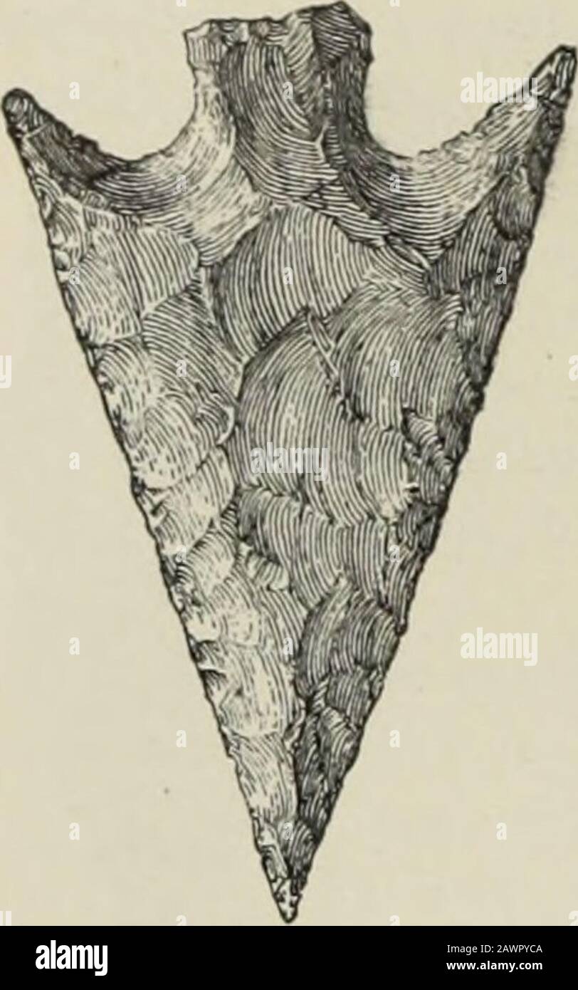 Rapporto annuale dell'Ufficio di Etnologia al segretario dell'Istituto Smithsonian .. . 15* PIETRA D'ARTE. IKTH. ANN. 13. Fig 225 - Stemmed c hippedtiiDit. Witlj lonu barbs Arkansas; Kentucky nordorientale; e Coosa e valli Tuscaloosa, Alabama. E. Bordi convessi; base diritta o convessa; spalle quadrate o arrotondate; stelo che espande le linee curve. Alcune sono abbastanza piccole per le frecce, ma la maggior parte di esse sono grandi o di medie dimensioni. Il campione di Vernon count}^ Wisconsin, illustrato nella figura 224, è rappresentativo. Il gruppo è caratteristico del sud-ovest di Wiscon-sin; valle di Kanawha; Ohio centrale Foto Stock