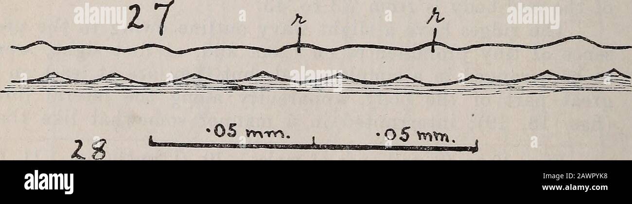 Operazioni e procedimenti della Royal Society of South Australia (Incorporated) . Figg. da 23 a 27, viste laterali delle femmine (sezione ottica) a spessore della cuticola, altezza delle creste, delle strie, ecc.; tutte le figg.disegnate in scala indicata in fig. 28. 23, 0. fasciata (diametro del corpo in posizione figurato, 41 mm.). 24, 0. gibbsoni (50 mm.). 25,0. gutturosa (-230 mm.). 26, 0. gutturosa (120 mm.). 27, 0.lienalis (20 mm.); r, creste. 237 Lo strato esterno della cuticola sulla maggior parte della vite senza fine femmina misura circa 10 jx di spessore tra i theridges. La regione sottostante ha uno spessore di circa 20 /x. Foto Stock