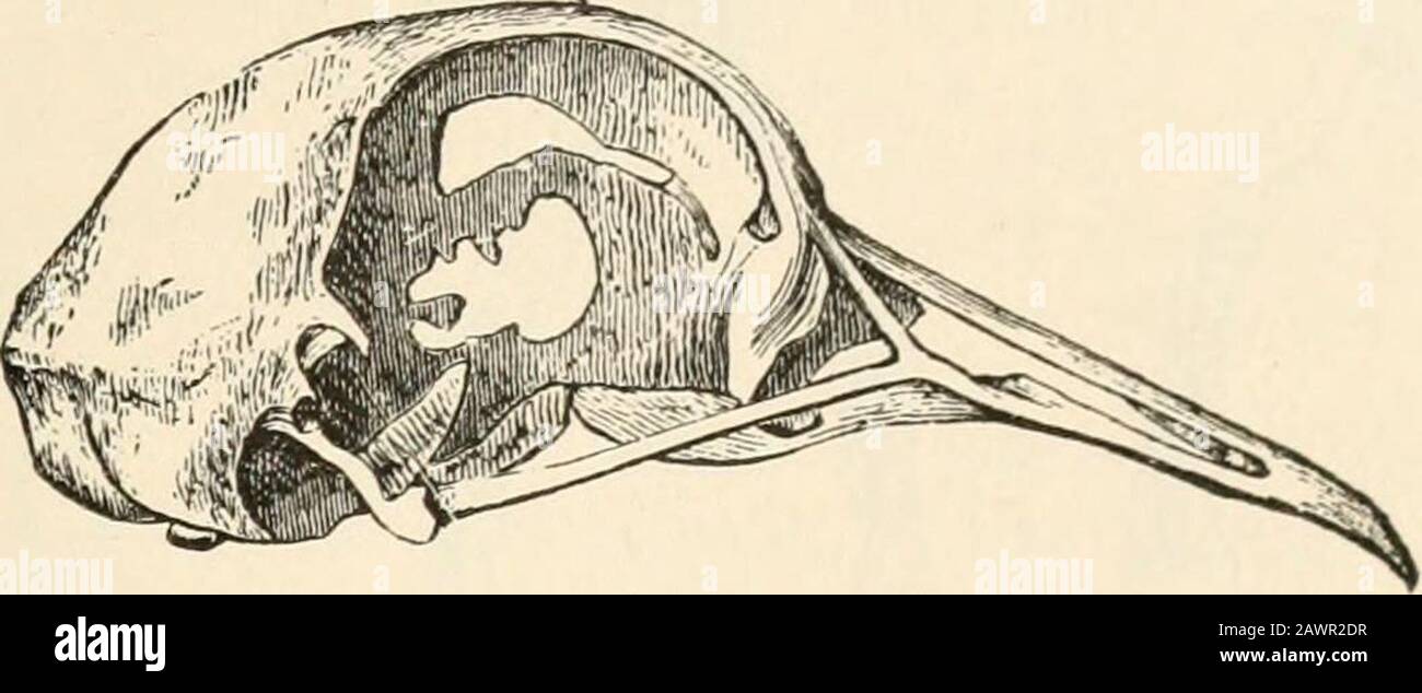 La variazione di animali e piante sotto addomesticazione . era considerablypiù prominente che nel rock-piccione. Nella mandibola inferiore, la superficie articolare è proporzionalmente più piccola di molte razze che nella roccia-piccione: E il diametro verticale, più in particolare della parte esterna della superficie articolare, è con-siderabilmente più corto. INIay non questo è rappresentato dal minore utilizzo delle mascelle, a causa di cibo nutriente è stato dato duringa lungo periodo a tutti i piccioni altamente migliorati? Nelle Rune, Nelle Carriers e Nelle Barbe (e in misura minore in parecchie razze), il tutto della mascella vicino all'arte Foto Stock