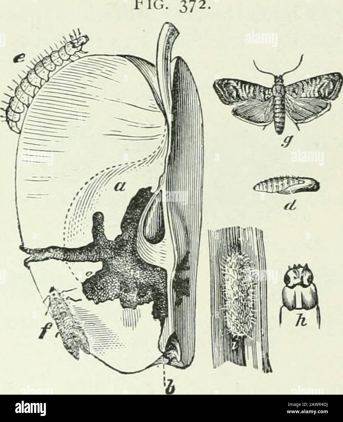Entomologia economica per l'agricoltore e frutticoltore : e per l'uso come testo-libro in scuole agricole e collegi . In un giorno o due, il bruco si schiude un po' sul lato esterno, e quindi entra nel fruttititself, nutrendo attorno alla capsula o nucleo di alimentazione, efacendo il ben noto verme nella mela. OC-caimensionalmente due o moremoti possono oviporre sul thesame frutta, e questo AC-conta per i due o morelarvae a volte trovato in una mela. Tranne nella parte del thenorhern del paese, ci sono due brodi, i primi caterpils che diventano pieno-cresciuti e lasciando le mele abou Foto Stock