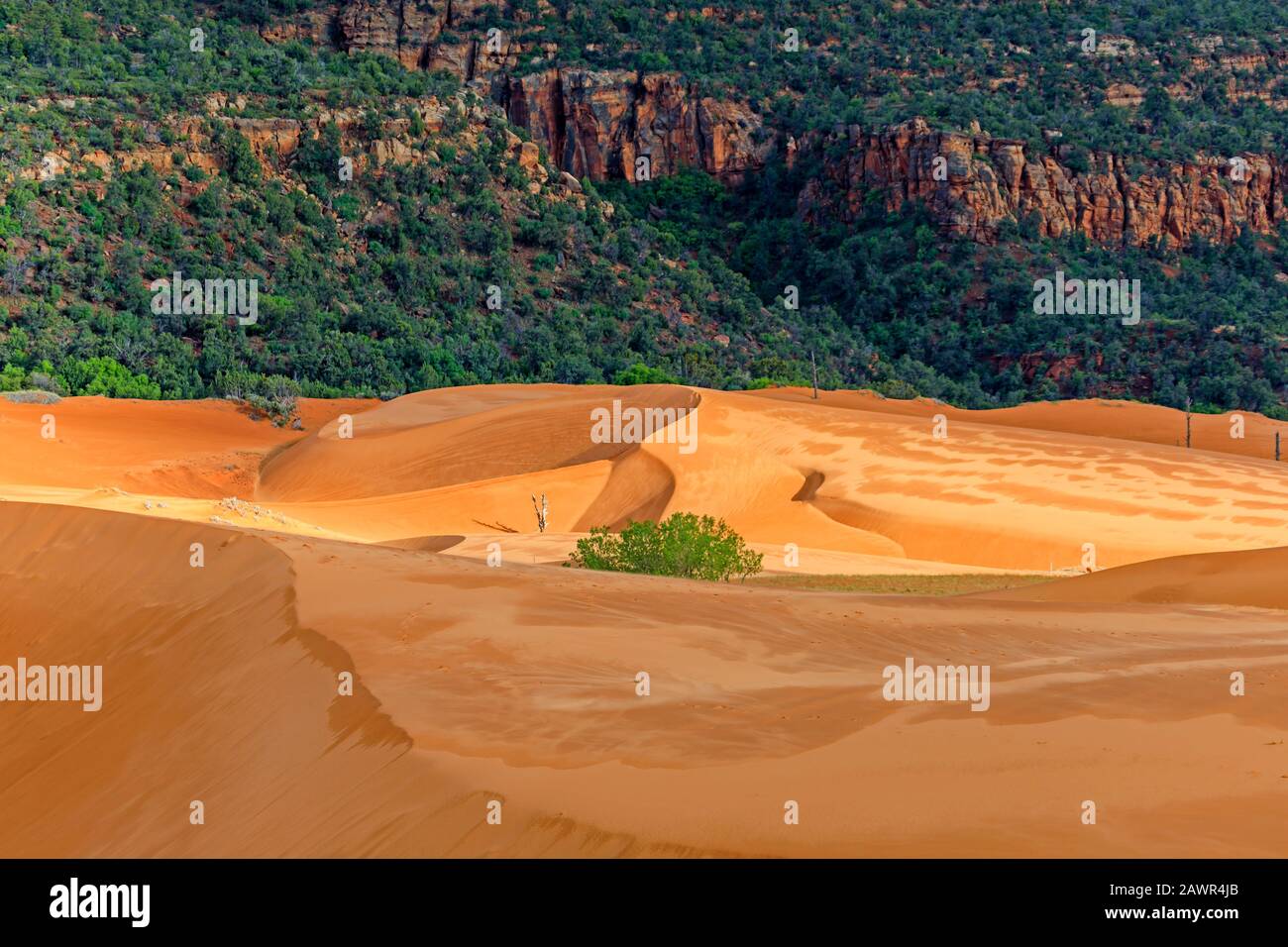 La luce del sole applappata illumina le spettacolari dune di sabbia del Coral Pink Sand Dunes state Park, Utah, Stati Uniti. Foto Stock