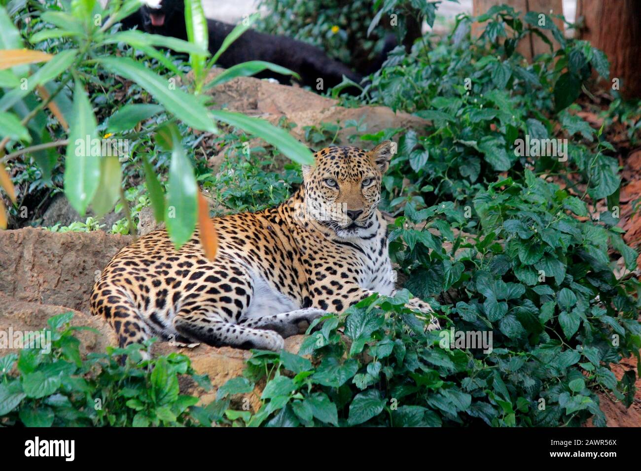 leopardo africano o panthera pardus nello zoo Foto Stock