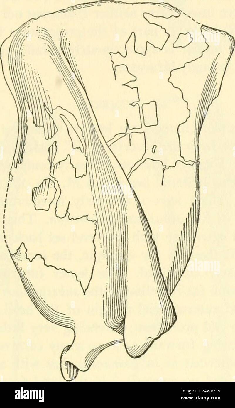 Smithsonian Miscellaneous collections . ing diagonalmente da theanteroSuperior angolo alla parte posteroinferior. La prescapularfossa è così ampia vicino all'estremità glenoidea e diventa molto nar-ROW anche se profondamente intascata vicino al bordo soprascapolare. Con-versamente, la fossa postscapolare è molto larga superiormente e stretta al di sotto con il bordo glenoide che converge bruscamente con la colonna vertebrale. La stessa Thespine si alza molto in alto con la sua cresta flessa posteriormente nella parte inferiore, presentando una superficie laterale sempre più ampia che traina l'acromion. La punta dell'acromion proietta verso il basso e per-wa Foto Stock