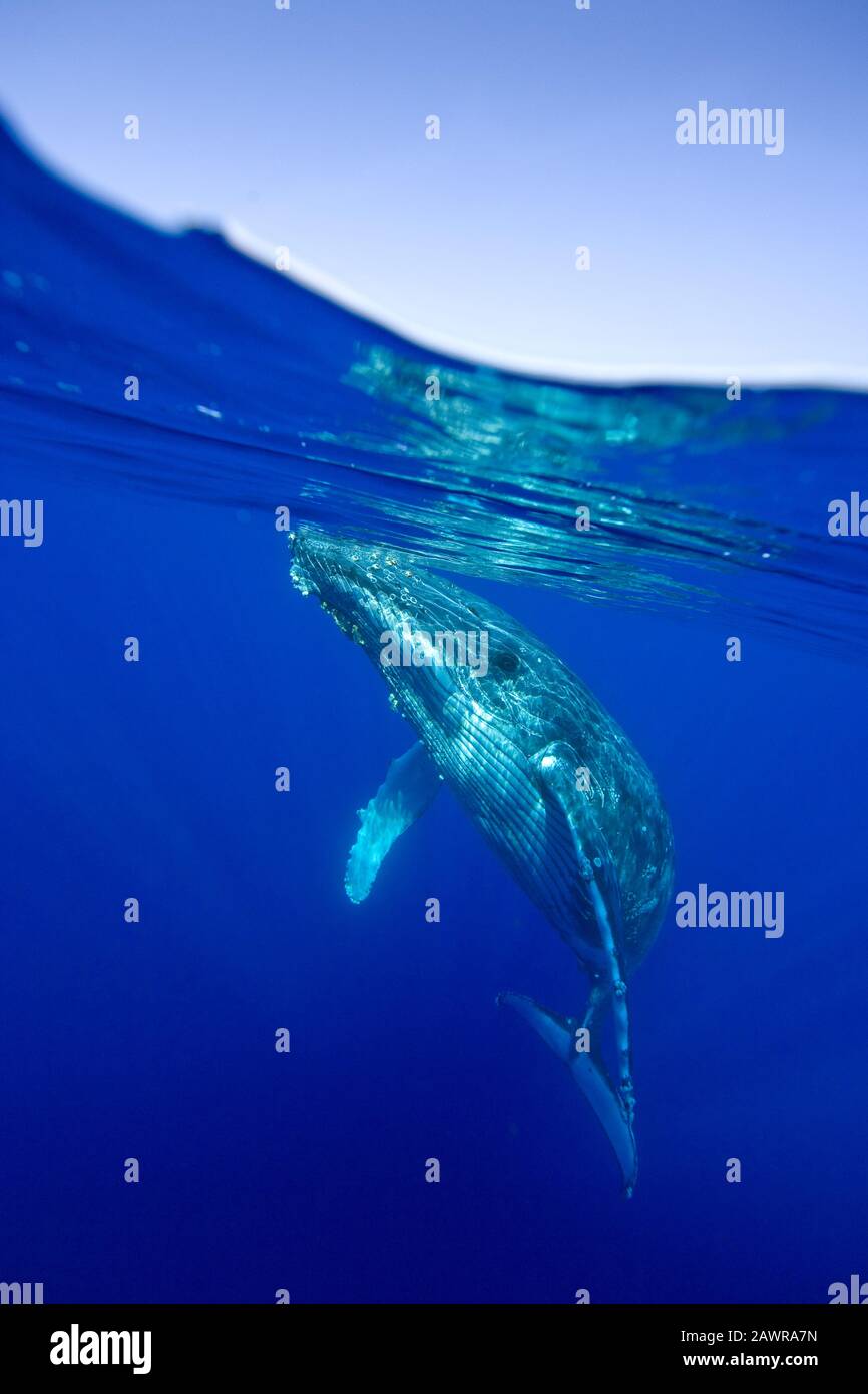 Curioso adolescente humpback balena superfici al largo della costa di Maui, Hawaii. Foto Stock