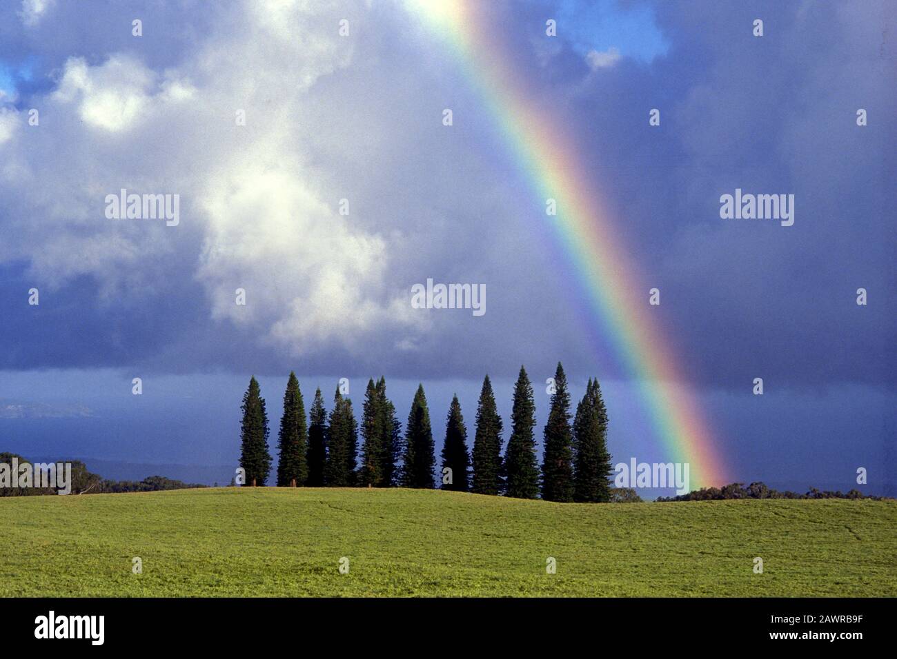 Arcobaleno e groppa di alberi Kula, Maui, Hawaii. Foto Stock