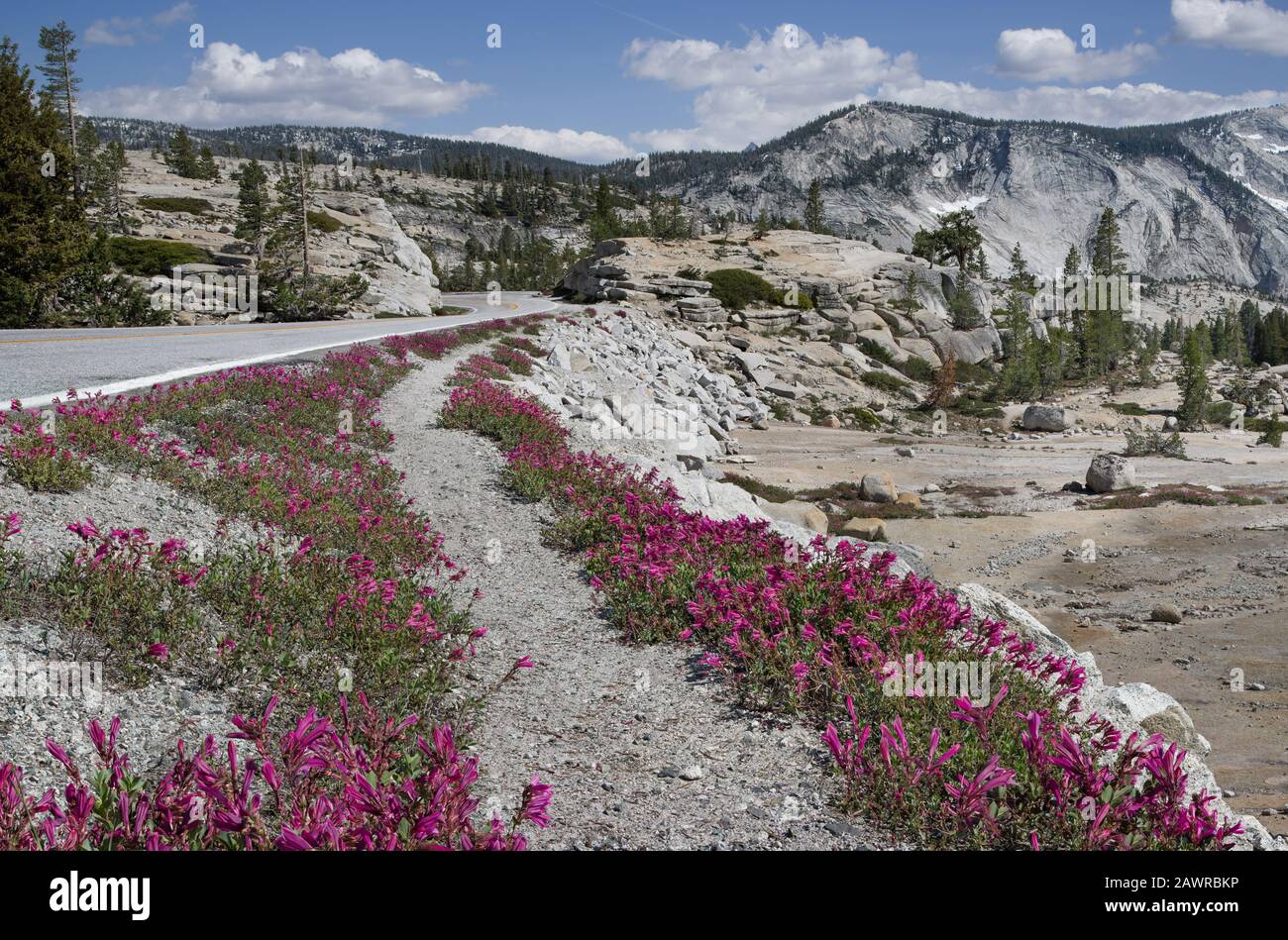 Fiori di strada nel Parco Yosemite: Fiori selvatici lungo la Tioga Road decorare il paesaggio arido all'inizio di luglio. Foto Stock