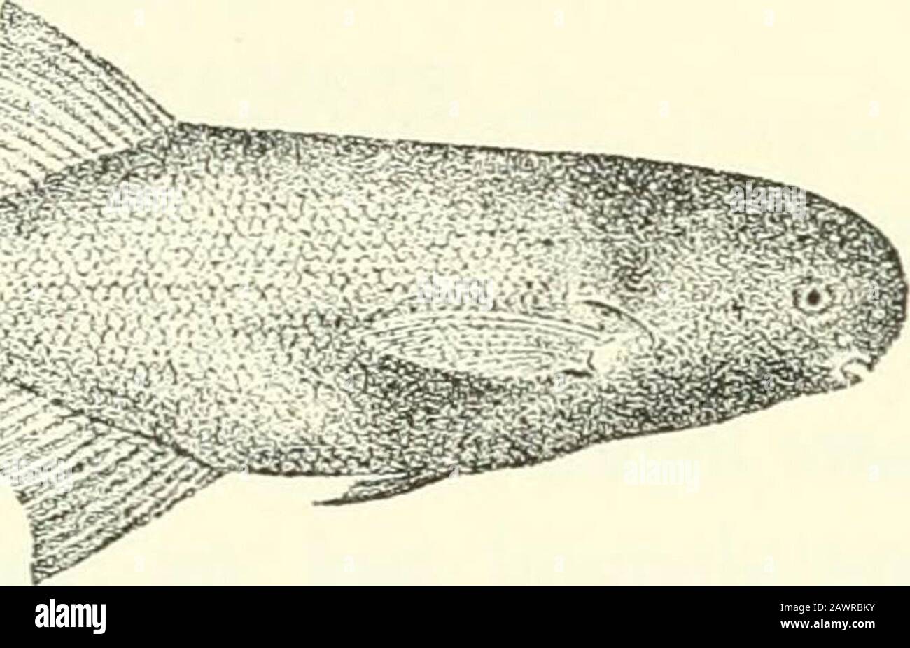 Catalogo dei pesci d'acqua dolce dell'Africa nel museo britannico (storia naturale) .. . L. 1. 51-53; 14-16 scale rotonde caudalpeduncolo ; de[i-esimo di hody 4^-5 volte lunghezza intotale d. S. himilior, Blgr., p. ^^. IT I. Caudale peduncolo due volte più lungo, ^ lunghezza di head.L. 1. 48 ; 12 scale tondo caudale peduncolo ; profondità di chiodatura 3^ volte in lunghezza totale. 4. S, corned, Blgr., p. 90. L. 1. 54-r)0; 20-22 scale rotonde caudaljieduncle; dejith del corpo 3n-4. volte lunghezza intotale 5. 6./&gt;o/^/i5, Blgr., pag. 91. L. 1. 48-53 ; 16-18 scale rotonde caudalpeduncolo ; profondità del corpo 4-4^ volte intotal leng Foto Stock