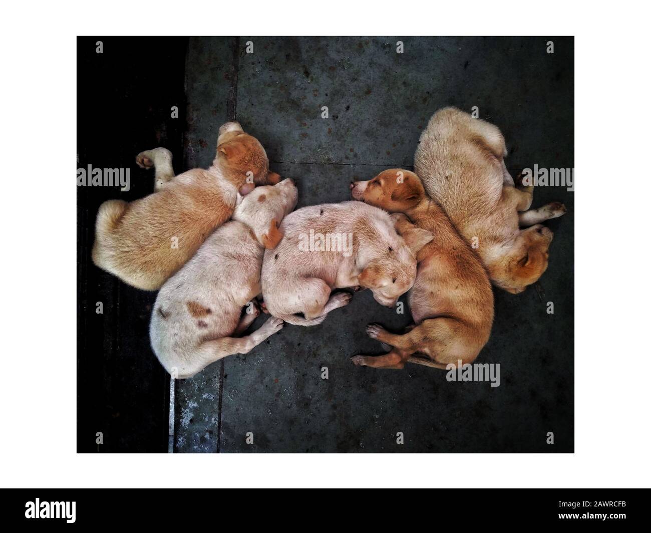 Vista dall'alto di cinque cuccioli abbandonati che dormono su un marciapiede Foto Stock