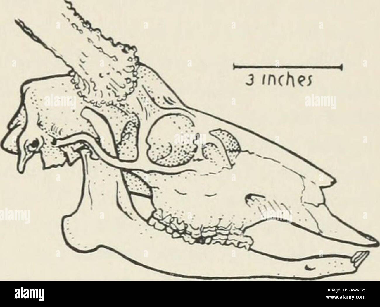 Note naturali di Yosemite . / /nch radici profonde all'interno delle ganasce. I caninesare mancano ma ci sono denti di mandibola competenti per la macinazione di tagli di cibo da parte degli incisivi. Il cranio roditore figurato è dal castoro della montagna o Aplodontia (vedere pag. 64). Se uno è abituato a thinkingof roditori come essere solo piccole creature, come ratti e topi, dovrebbe essere ri-membri che il castoro castoro (Cas-tor canadensis, subauratus) raggiunge un peso nel quartiere di 40 libbre, ma è molto sicuramente un roditore!. Aule Deer €Hi&gt;3z Cony*NH *I33 o Z 3 ^36 Conigli, lepri e conie (Lagomor-pha) esteriormente res Foto Stock