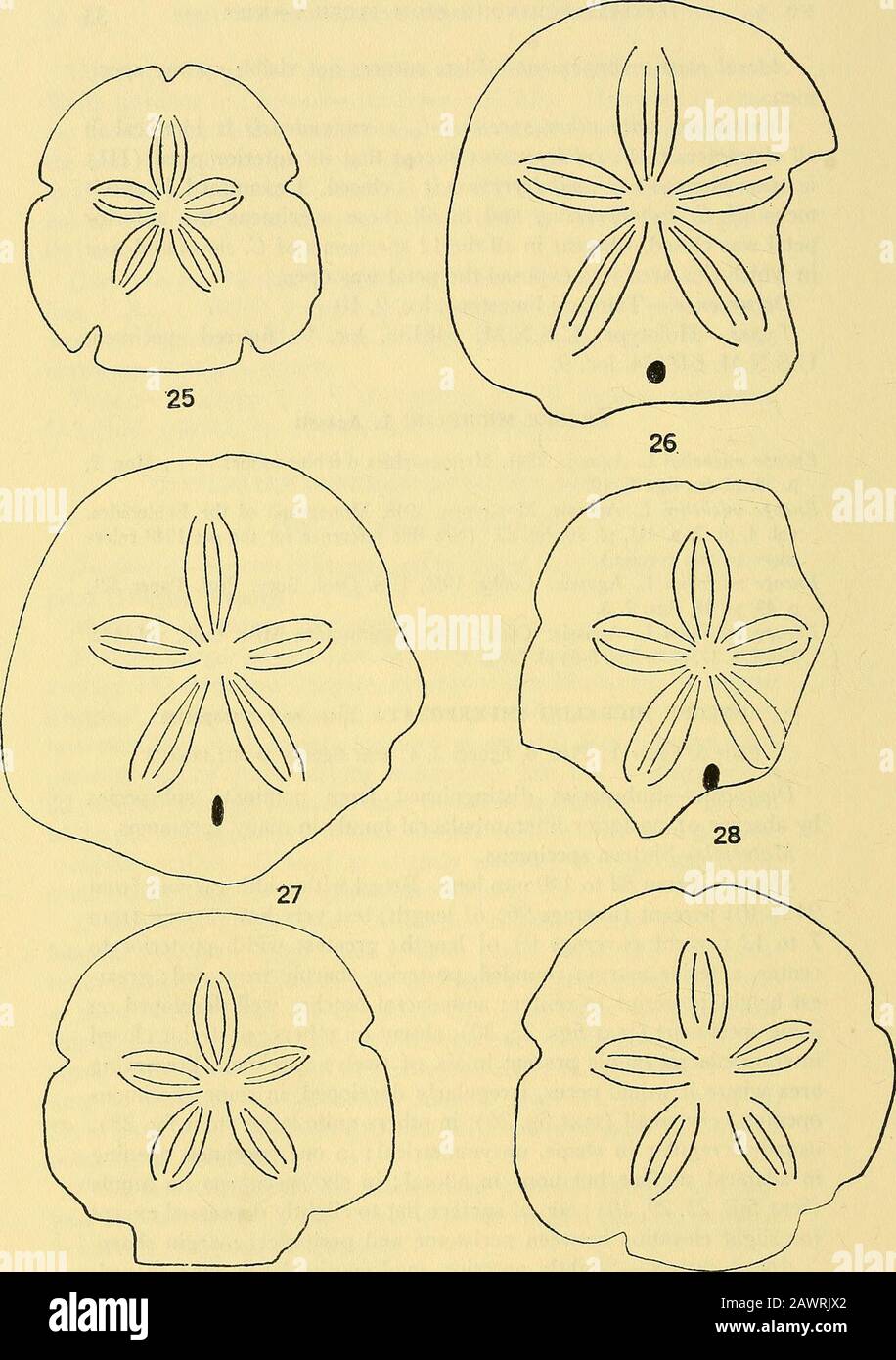 Smithsonian collezioni varie . in molti esemplari. Materiale: Sedici campioni. Forma: Da 82 a 140 mm di lunghezza. Ampio con larghezza variabile da from94 a 101 per cento (media 96) di lunghezza; test molto basso variabile da from7 a 12 per cento (media 9) di lunghezza; più grande larghezza posteriore centro-centro-posteriore, margine anteriore arrotondato, posteriore troncato bruscamente; grande altezza posteriore-centro; tacche ambulacrali ben sviluppate su alcuni campioni (testo figg. 25, 30), assente su altri; lunare closedinterambulacrale posteriore presente in sei di dodici campioni di area di conservazione dove si verificherebbe, devele irregolarmente Foto Stock