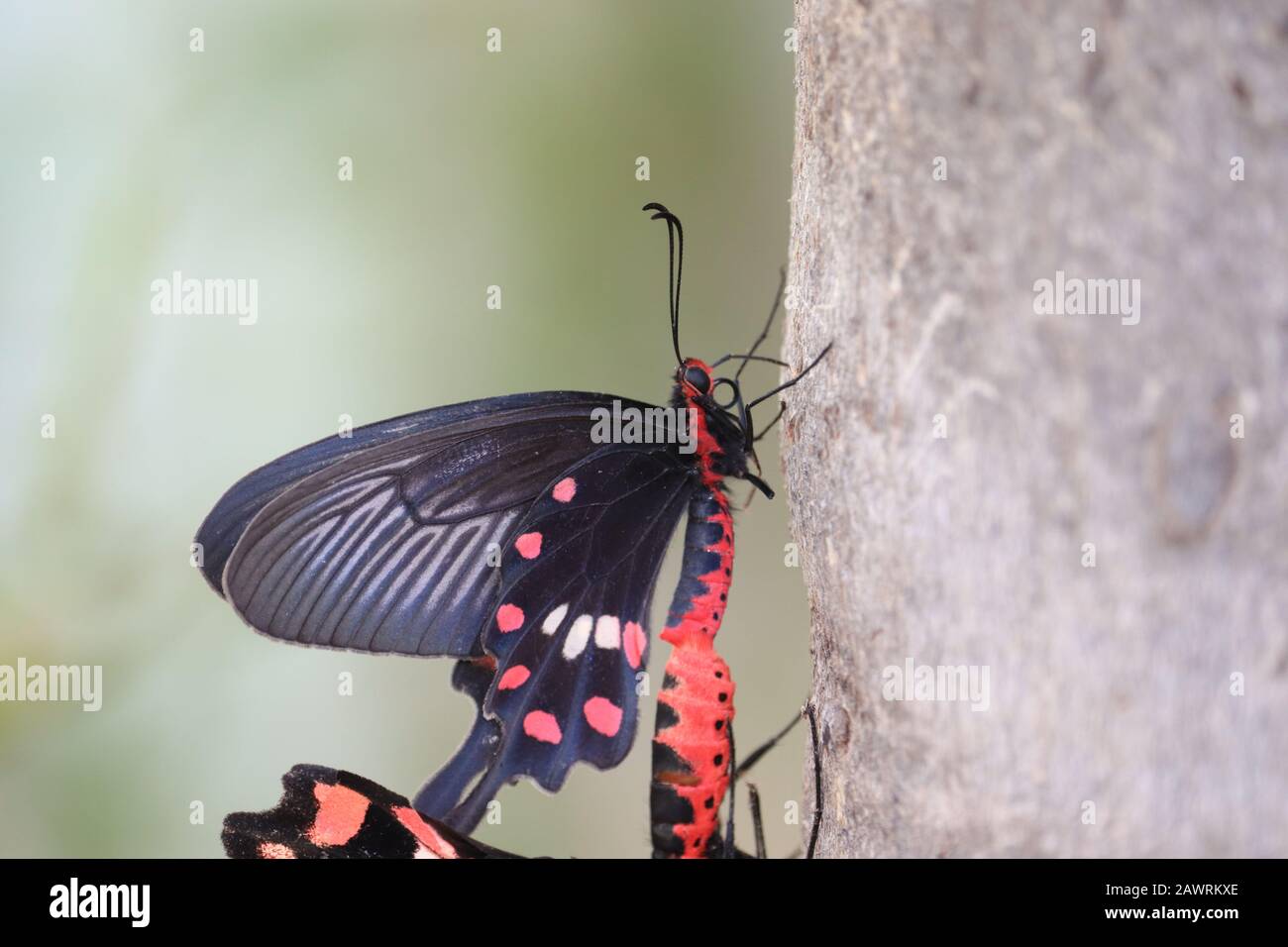 Primo piano di una farfalla nera maschio ali insetto farfalla e femmina farfalla riunione su gambo di albero nella stagione estiva di giorno, farfalla all'aperto o immagini di insetto Foto Stock