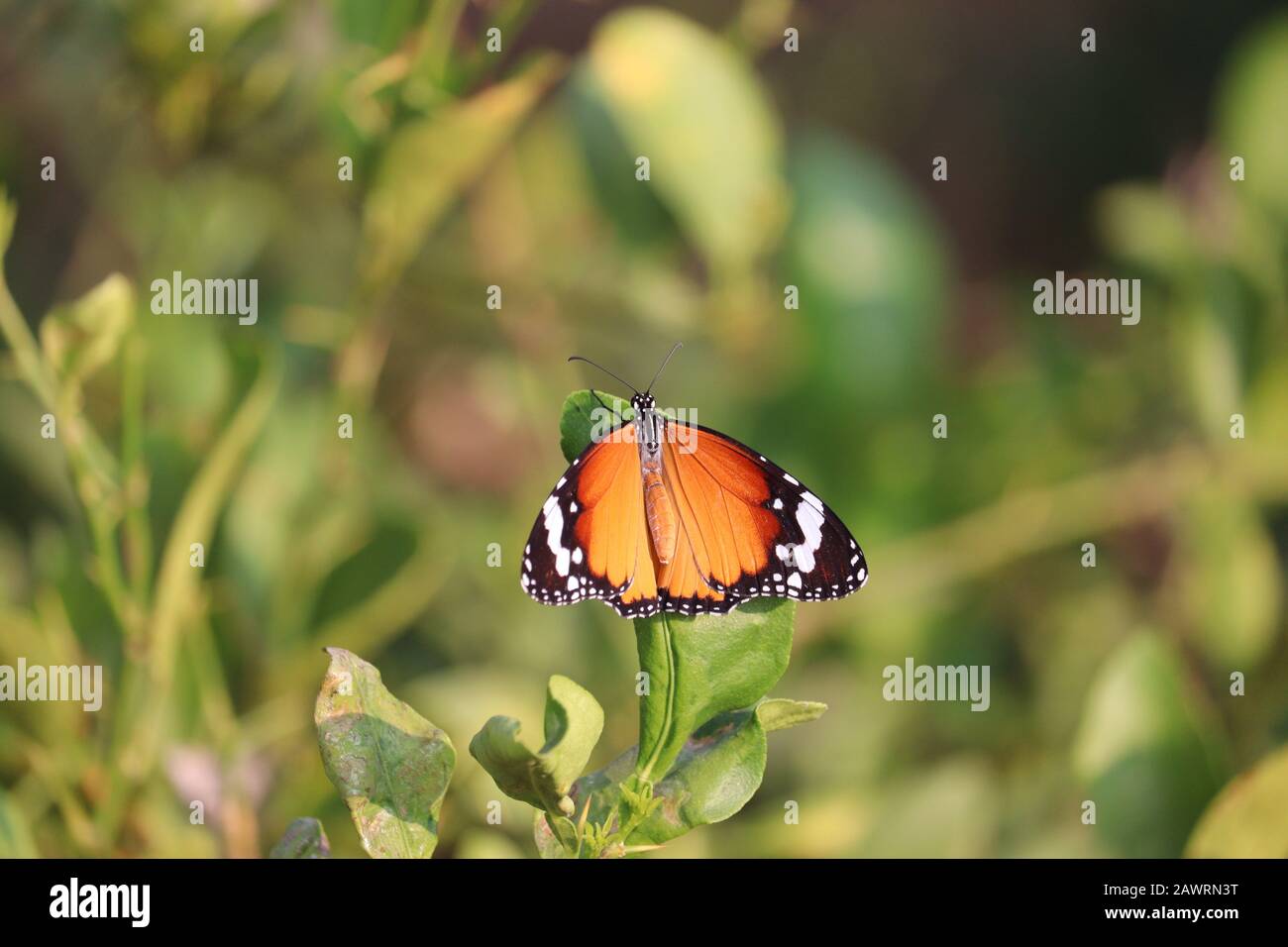 primo piano di una farfalla monarca brillante (farfalla comune) che riposa su foglia verde limone, insetto farfalla all'aperto Foto Stock
