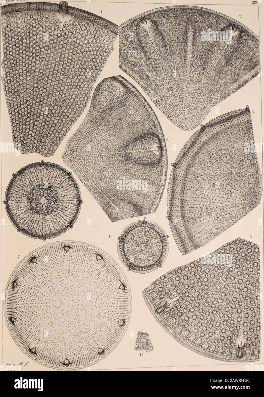 Atlas Der Diatomaceen-Kunde . Vorläufige Erläuterungen zu A. Schmidt • 1 ii9 Atlas der Diatomaceenkunde Tafel 133. Alle AlUläungen 660 fach vergrö -6. Oamaru, älteres Materiale aus Weissflogs Sammlung. ÄrÄ sästsä^wtä ££ -*-. - ?-« Wahrscheinlich sp. N. J 3. Aulacodiscus Janischii Gr. & St Procrasen zu hebt sich die Schale gleichmässig; stehen l2 * ÄSTre^CRL%^sonSrran^«Schafe erscheint i-,   ac - Yi.sicht: A amoenus Grev. Var. 4 ein Theil der Schale genau. ». A. SS tri £ der Kranz innerhalb des Hand,- bilde, eine erh, ne Wulst 7. Yokohama (Witt), n. sp. 8. A. Thumii A. S. Bohmidtfa Diator Foto Stock