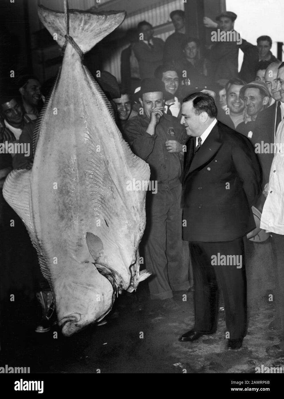 1939 , 23 marzo , USA : il Sindaco degli Stati Uniti di New York City FIORELLO LA GUARDIA ( 1882 - 1947 ) pone con un halibut di 300 libbre al nuovo Fulto Foto Stock