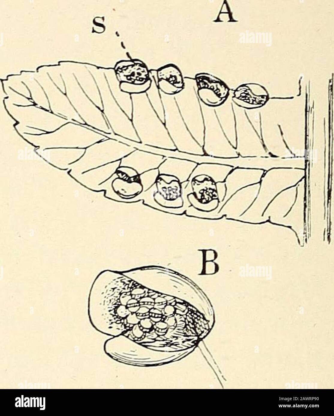 La struttura e lo sviluppo dei muschi e delle felci (Archegoniae) . Fig. 193.- Cibotmm Mcnziesii (Kaulf)- A, Pinnule con sori {£), X3; B, un sorussolo che mostra l'indusium a due valvole, X9; C, un singolo sporangio, x 80; r, l'anulus; D, aparafisis, X 80. E sono molto limitati nella loro gamma. Da uno studio di thelatter specie Baker ^ conclude che il genere è il tipo di una famiglia speciale intermedia tra le Gleicheniaceae andCyatheaceae. L'indusium è a forma di ombrello, e l'intessura ferma, e la sporangia sono disposti in cerchio intorno ad itsbase. Zeiller,- da un confronto di Foto Stock