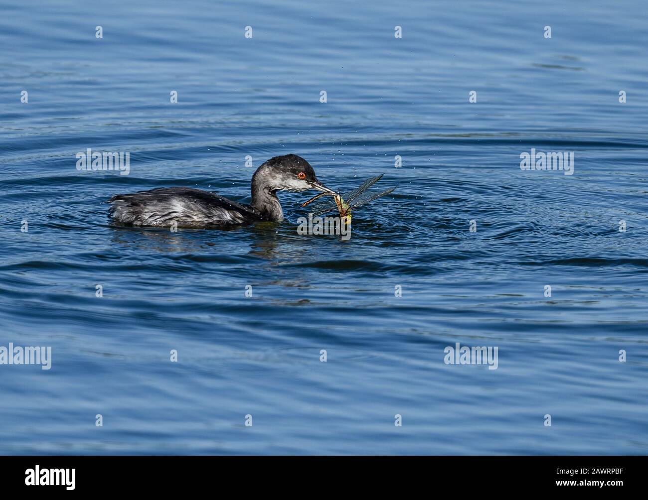 Un grasso Rosso (Podiceps nigricollis) che alimenta su una libellula. Austin, Texas, Stati Uniti. Foto Stock