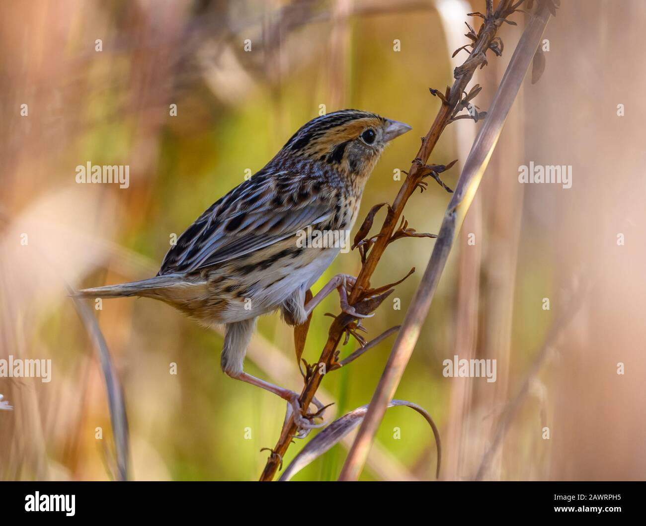 Sparrow di LeConte (Ammodramus leconteii) che perdona tra le canne. Houston, Texas, Stati Uniti. Foto Stock