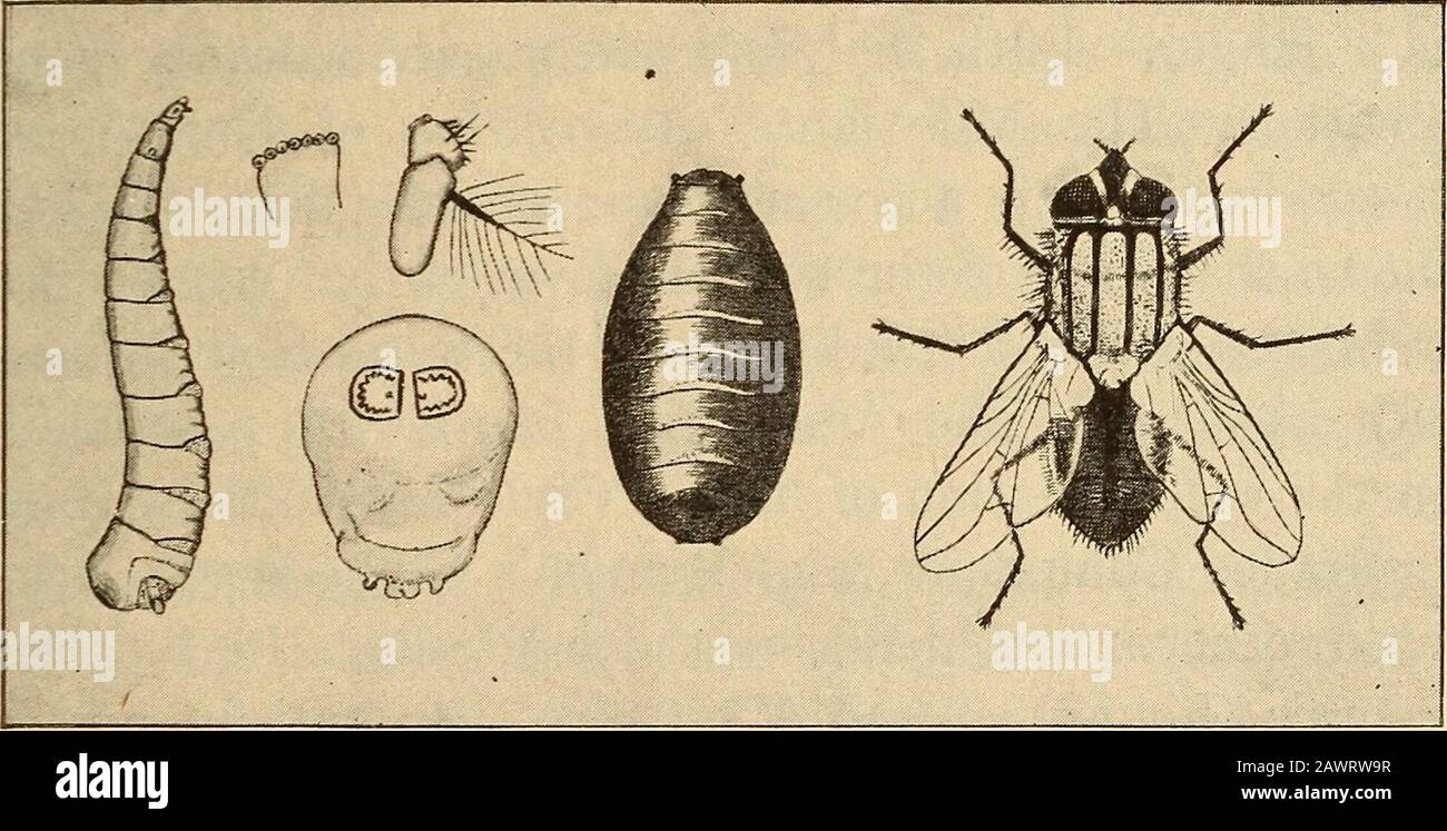 Salute in casa e in città . n-tagious malattie. Se sono lasciati vagare nella stanza del thesick, i loro corpi e piedi possono diventare coperte con germi. Uccidi ogni volo nella stanza malata. Febbre tifoide e guerra cubana. Durante la guerra cubana del 1898, la febbre tifoide uccise più uomini nell'esercito degli Stati Uniti di quanto non fecero i proiettili. Withinsix settimane si è sviluppato nel novanta per cento dei campi. Tra gli ufficiali e gli uomini ci sono stati 20.738 casescon 1580 morti. Ciò significa che un quarto dei thesoldieri aveva tifo. Quasi nove decimi di tutti i decessi sono stati causati da questa malattia. Come Si È Diffusa La Febbre. Ha Foto Stock