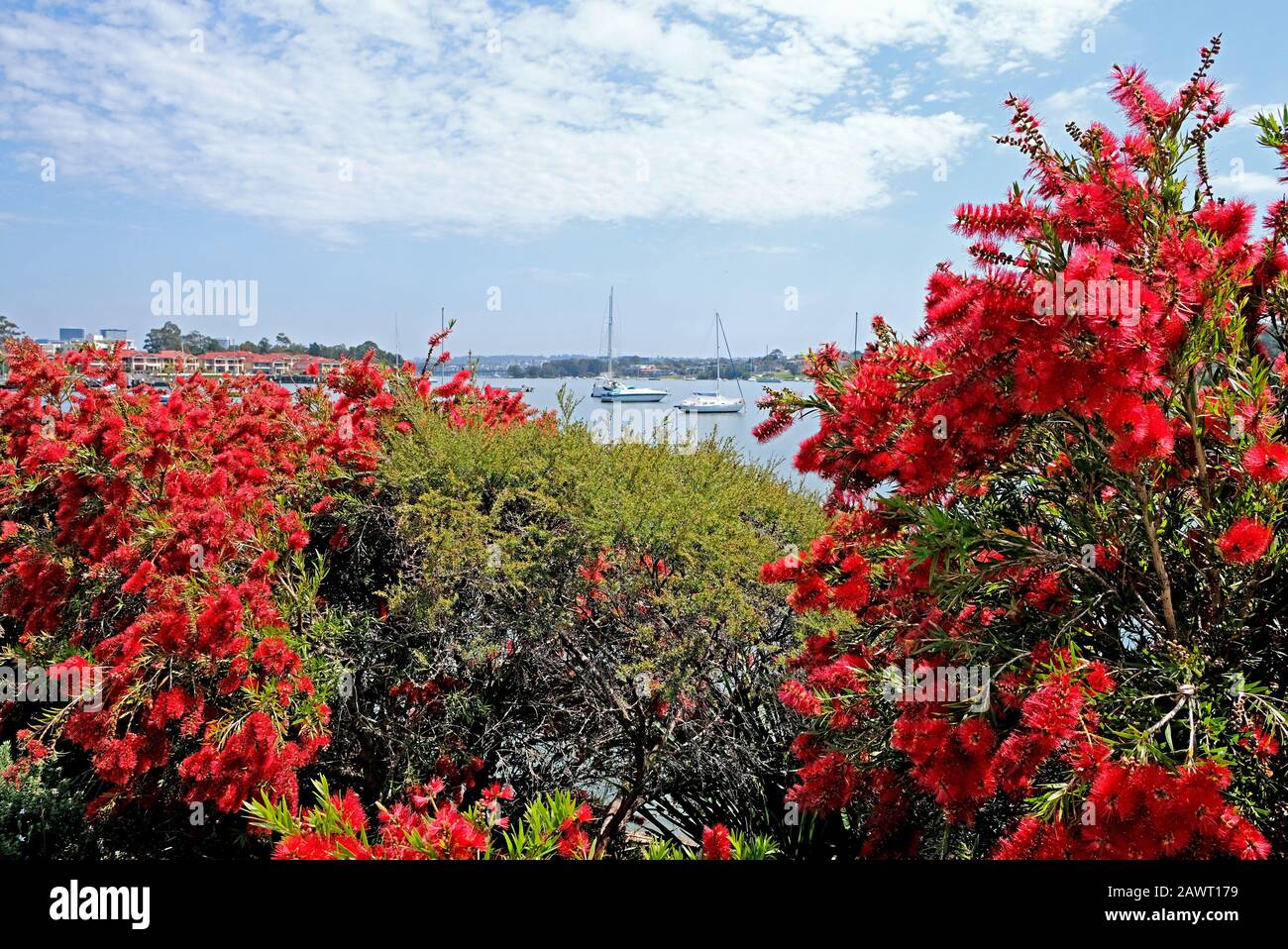 Cespugli per le bottiglie in fiore con vista sulla città di Sydney e sul porto di Sydney Foto Stock