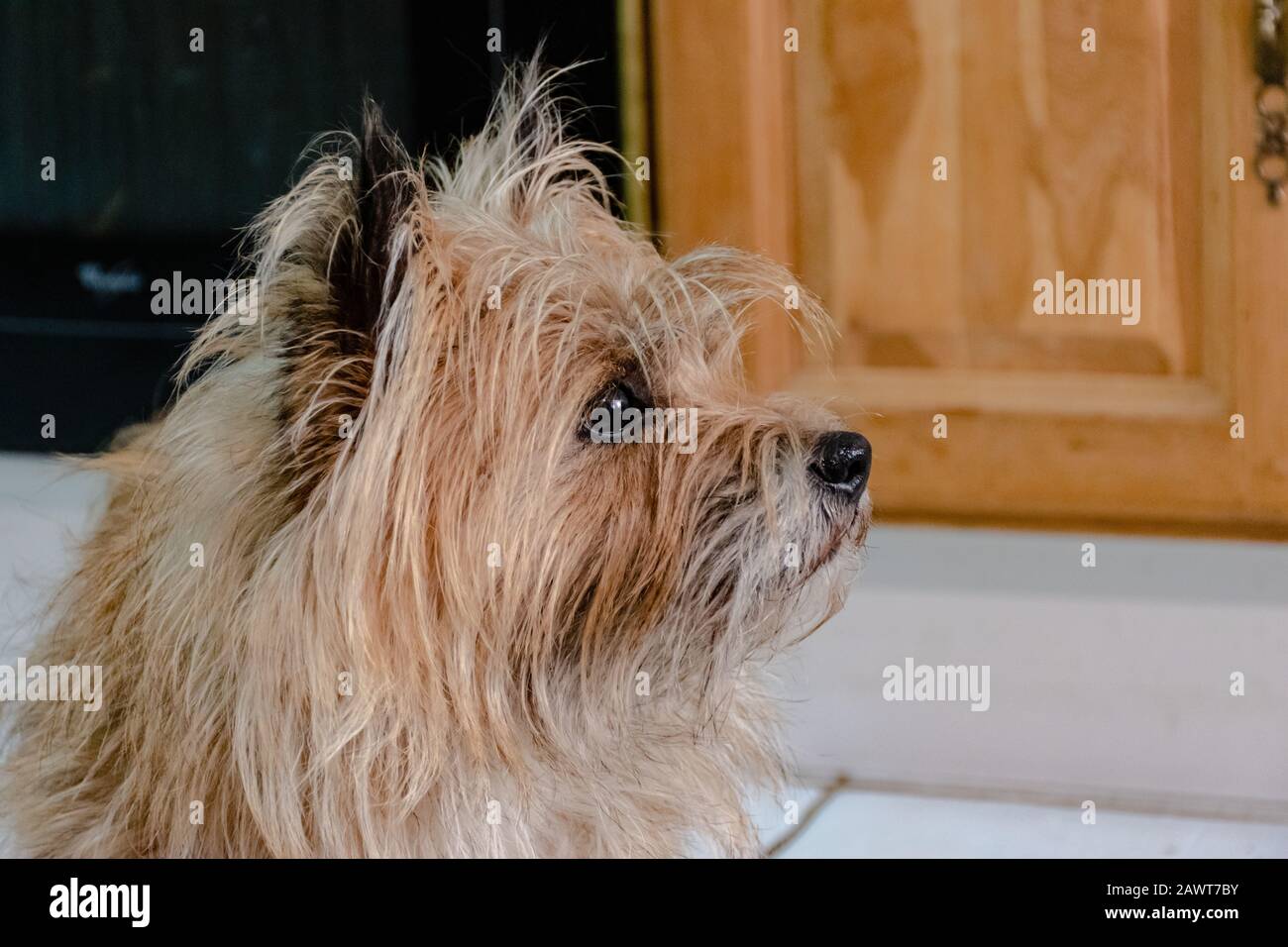 Un ritratto di profilo candido di un vecchio cane mutt a pelo lungo di razza mista all'interno di un appartamento Foto Stock