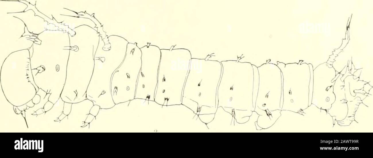 Monografia delle bombe del Nord America, comprese le loro trasformazioni e l'origine dei segni larvale e dell'armatura . LARVA ISTAQE II DI SYSSPHINX MJLINA, 2, LACLES IMPERIALIS. SPIEGAZIONE DELLA PIASTRA XLVIII. Fig. I.^Eaclesimperiallx, fase i;|e/i, corno caudale, liijilily inafriifieil. Fic. 2.-Eacles imperiaim, fase II, molto più grande. Fig. ;!.-Eacles Imperial in, armatura di larva piena, primo stadio; i, II; secondo tubercoli toracici, i, Hi; III, lo stesso del terzo segmento toracico; la, tubercolo dorsale del primo segmento addominale; c, corno caudale.Fig. 4.- Kades cacicux, fro Foto Stock