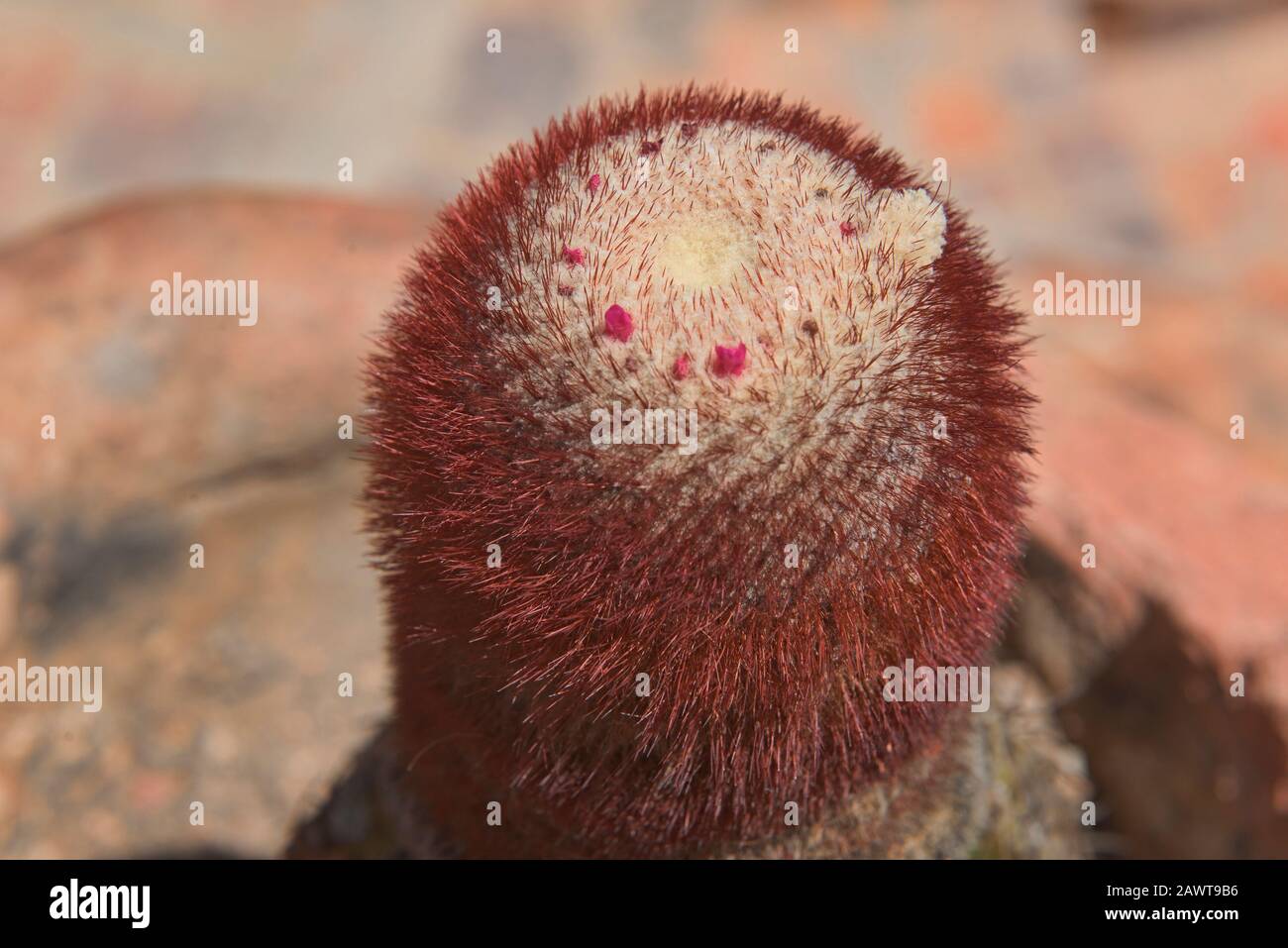 Piccoli fiori che crescono sul cactus di Turk's Cap (Melocactus intortus), Villa de Leyva, Boyaca, Colombia Foto Stock