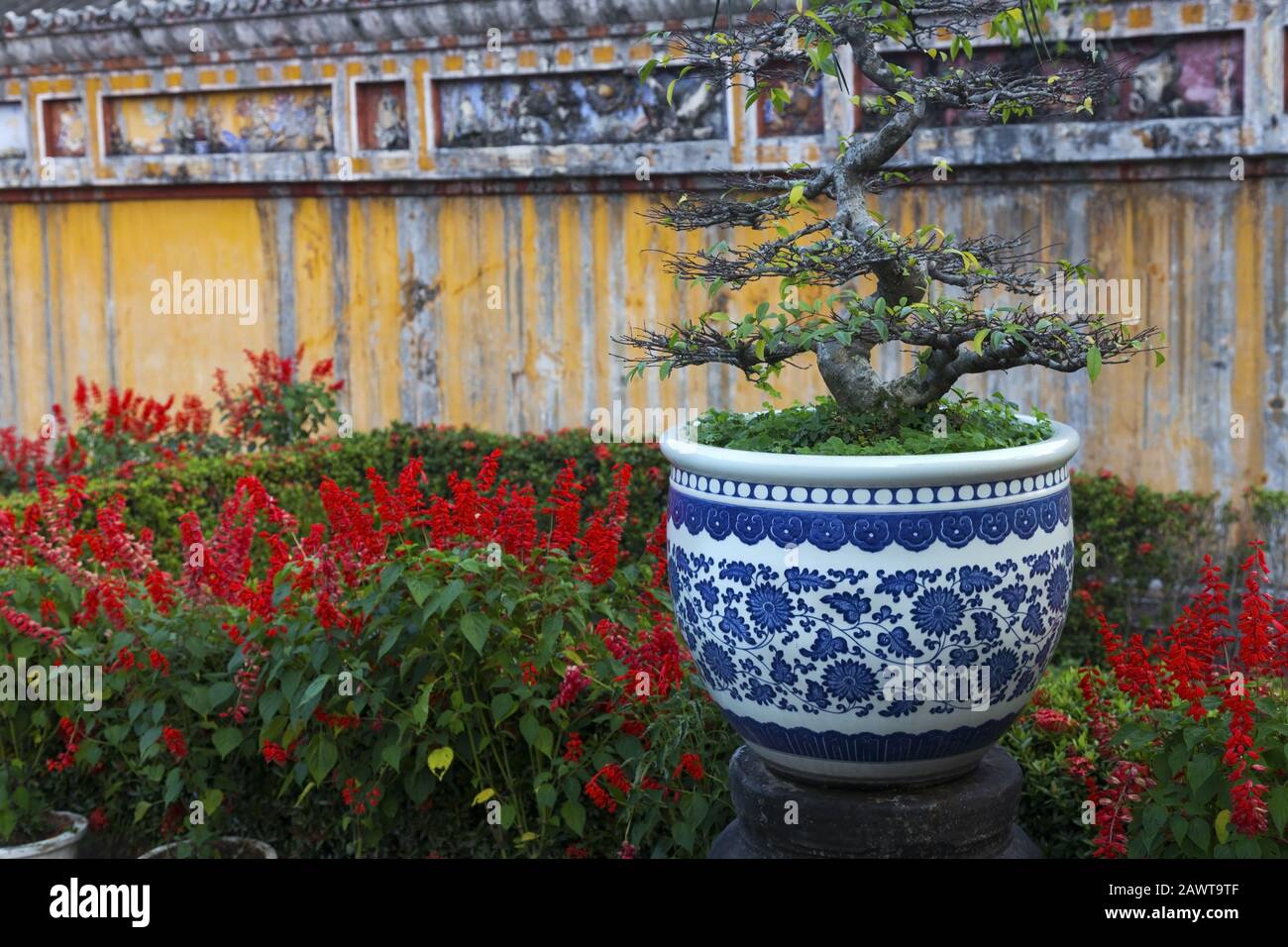 Bonsai Tree con Radici Forti e verde Foliage che cresce fuori di porcellana Vase contro il fiore giardino sfondo all'interno del Palazzo Imperiale, Hue Vietnam Foto Stock