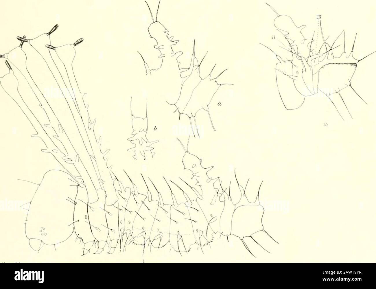 Monografia delle bombe del Nord America, comprese le loro trasformazioni e l'origine dei segni larvale e dell'armatura . LARVA ISTAQE II DI SYSSPHINX MJLINA, 2, LACLES IMPERIALIS. SPIEGAZIONE DELLA PIASTRA XLVIII. Fig. I.^Eaclesimperiallx, fase i;|e/i, corno caudale, liijilily inafriifieil. Fic. 2.-Eacles imperiaim, fase II, molto più grande. Fig. ;!.-Eacles Imperial in, armatura di larva piena, primo stadio; i, II; secondo tubercoli toracici, i, Hi; III, lo stesso del terzo segmento toracico; la, tubercolo dorsale del primo segmento addominale; c, corno caudale.Fig. 4.- Kades cacicux, fro Foto Stock