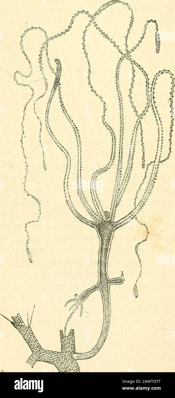 Il microscopio e le sue rivelazioni, dieci in numero. Fig. 220. Whticb sono arrangedwith grande regolarityaround the orage.The corpo è pro-longed alla sua estremità inferiore iato una base stretta, che è pelliccia-brunita con un disco sucto-rial; e theHydra di solito a-taches da questo, mentre permette itstendril-come tentaculato galleggiare liberamente in. La parete del corpo è composta da cellule, incastonate in un sarcode di tipo kindof; ed è costituita da due strati prin-cipal, un outerand più compatto, di cui le cells formano una faccia tollerabilmente evensurface, e una filiera che allinea la suta-mach, nel Foto Stock