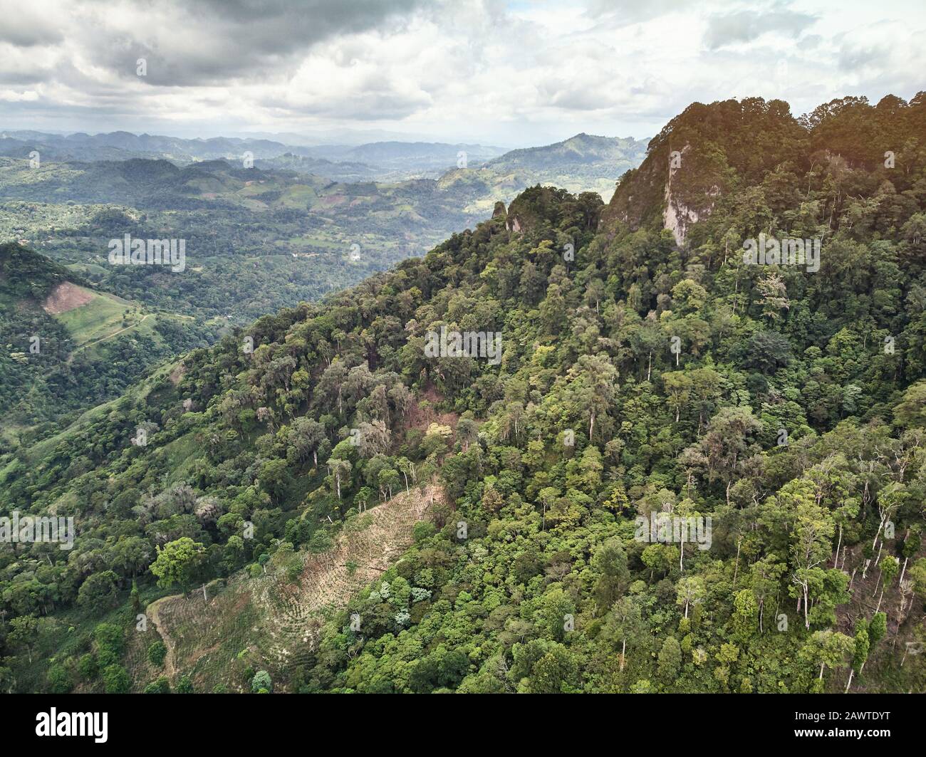 Il caffè arabica cresce con la vista dei droni aerei di alta montagna Foto Stock