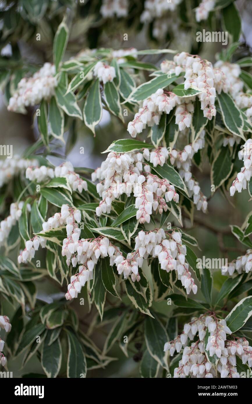 Pieris japonica 'Variegata' da vicino. Foto Stock