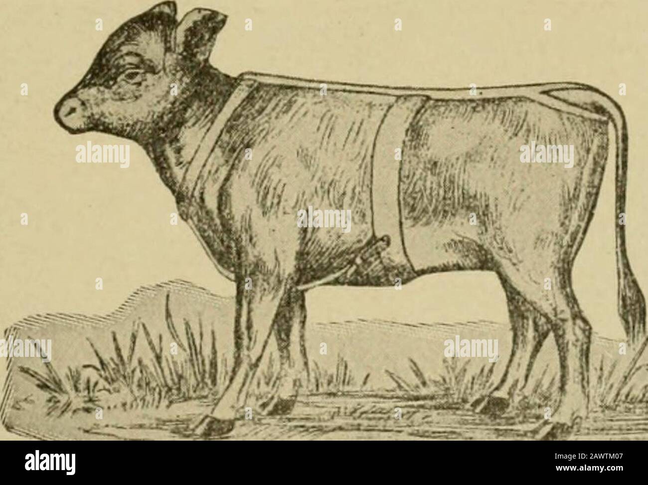 Stock vivo : un cyclopedia per l'agricoltore e proprietario di magazzino che comprende l'allevamento, la cura, l'alimentazione e la gestione di cavalli, bovini, suini, ovini e pollame con un reparto speciale sulla dairying : essendo anche un medico di magazzino completo : con mille incisioni esplicative . k, Q. Foto Stock